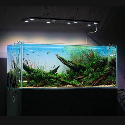 Aquarium/Fish Tank