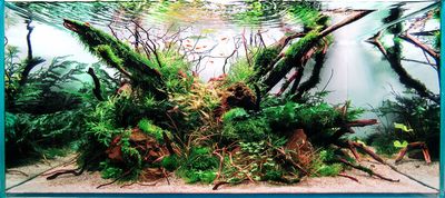 Aquarium Plants