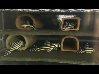 Breeding Equipment
