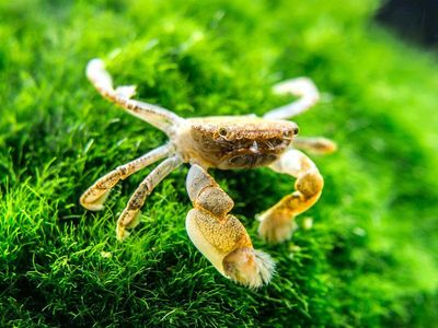 Invertebrates