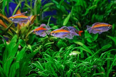 Tropical Fish