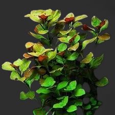 Ludwigia Repens