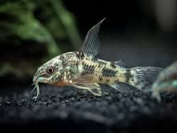 Pepper Corydoras (Hi-Fin)