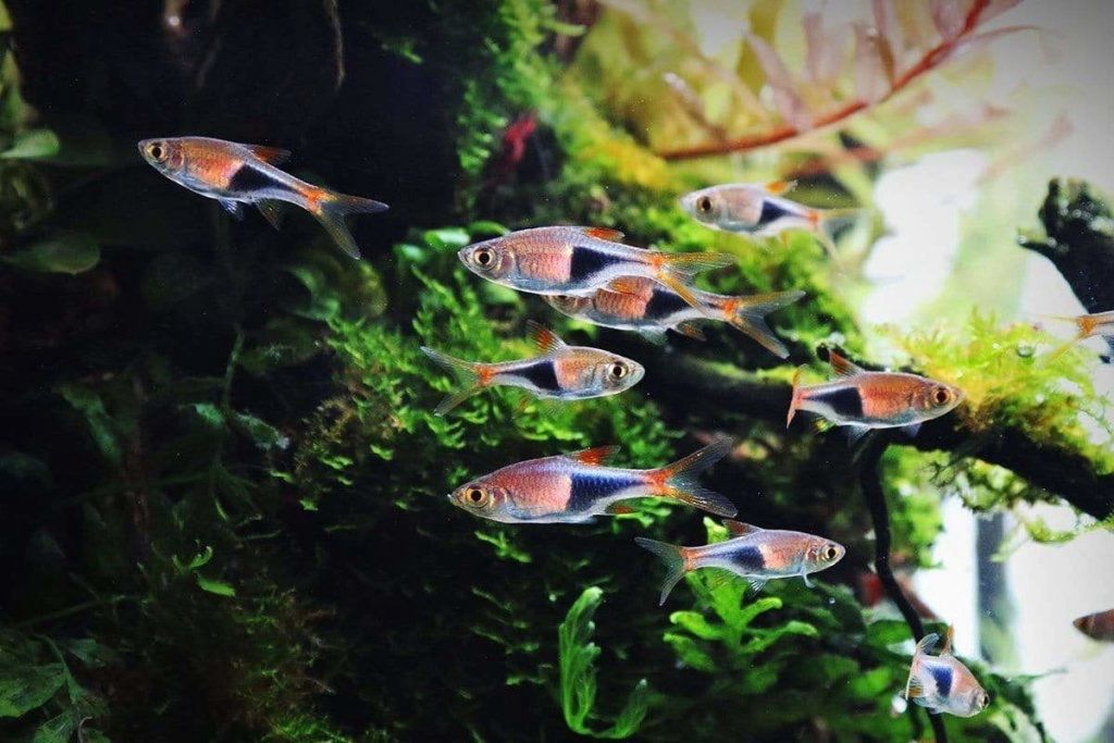 Harlequin Rasbora