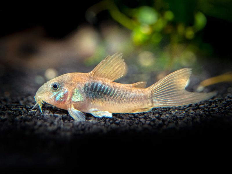 Bronze Corydoras