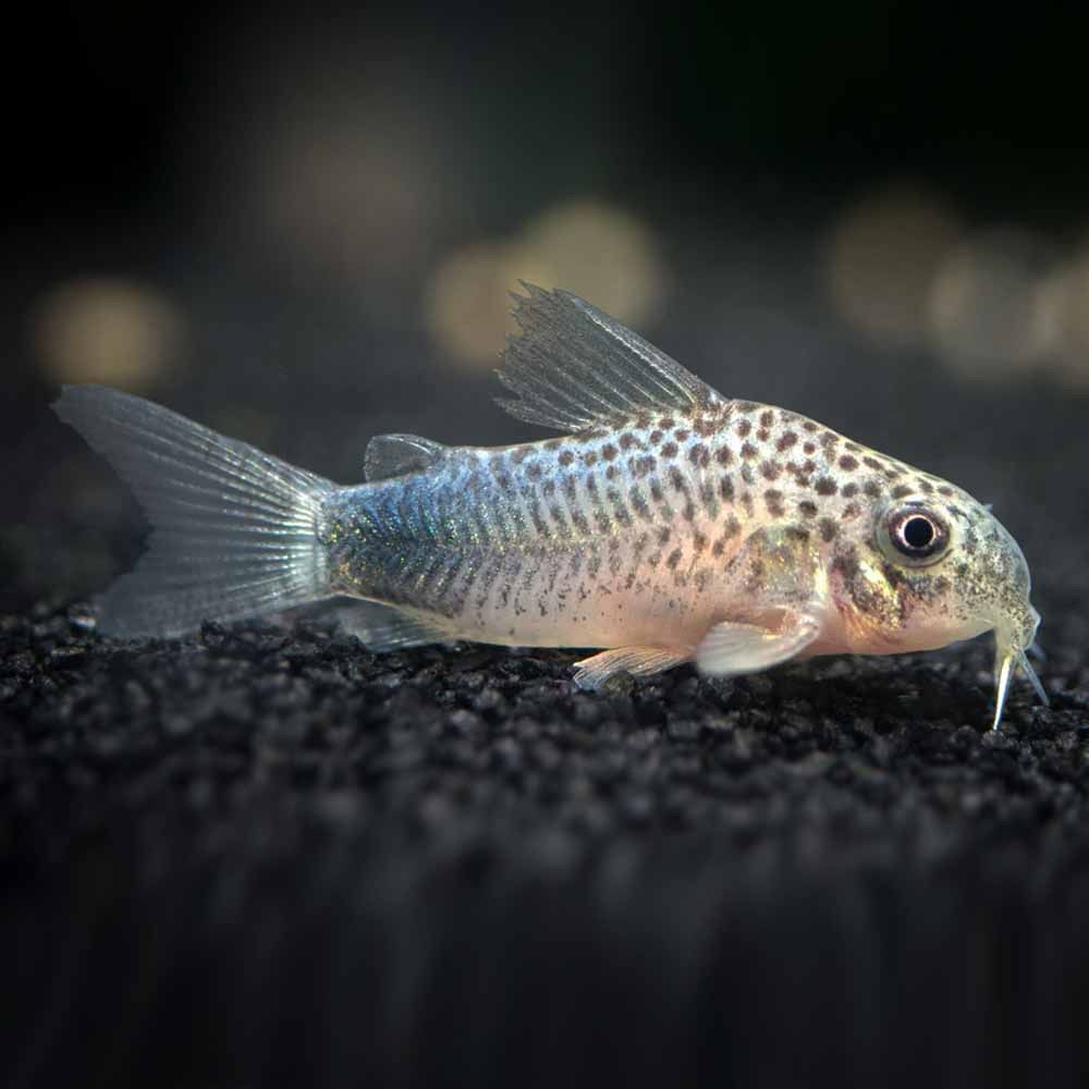 Similis Corydoras