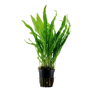 Java Fern 'Microsorum Pteropus'