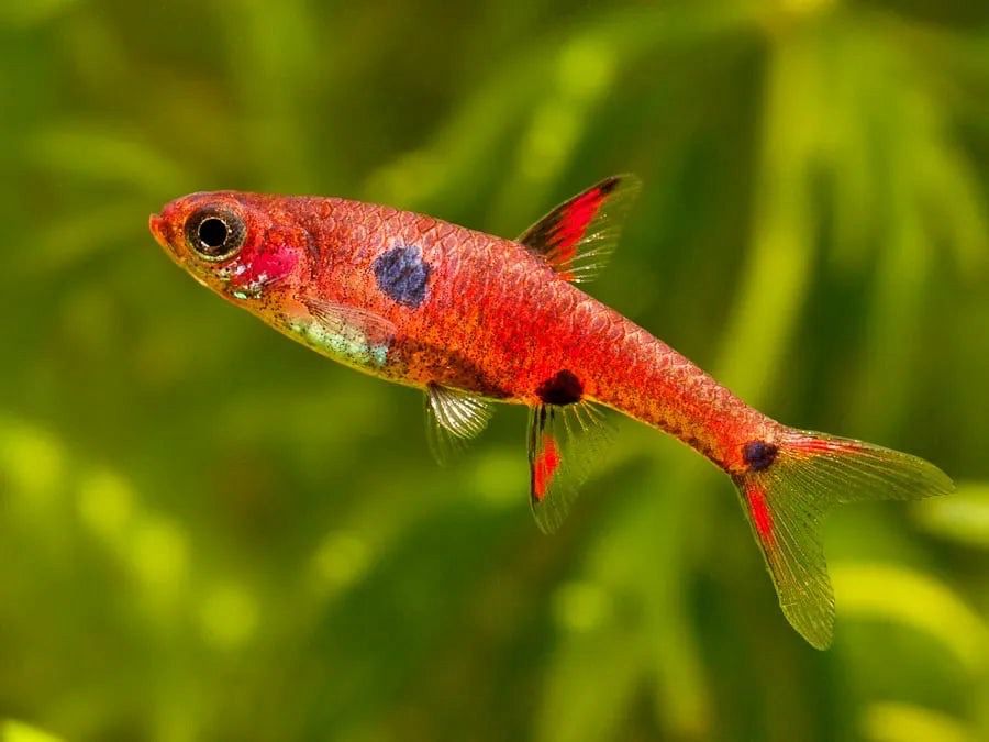 Strawberry Rasbora