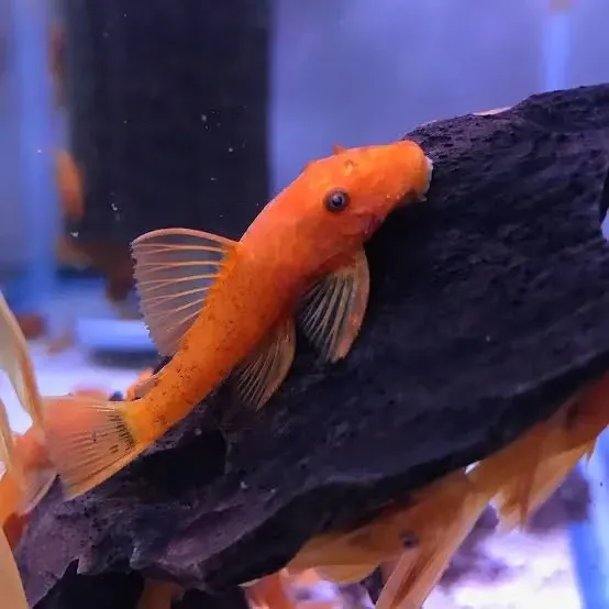 Super Red Bristlenose Pleco (2-3cm)