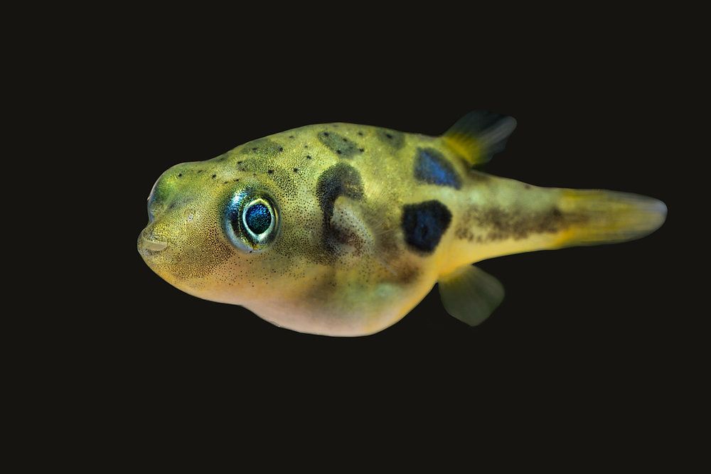 Pea / Pygmy Puffer