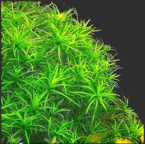 Heteranthera Zosterifolia "Star Grass"