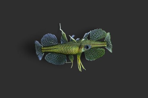 Spotted Blue Eye Rainbowfish