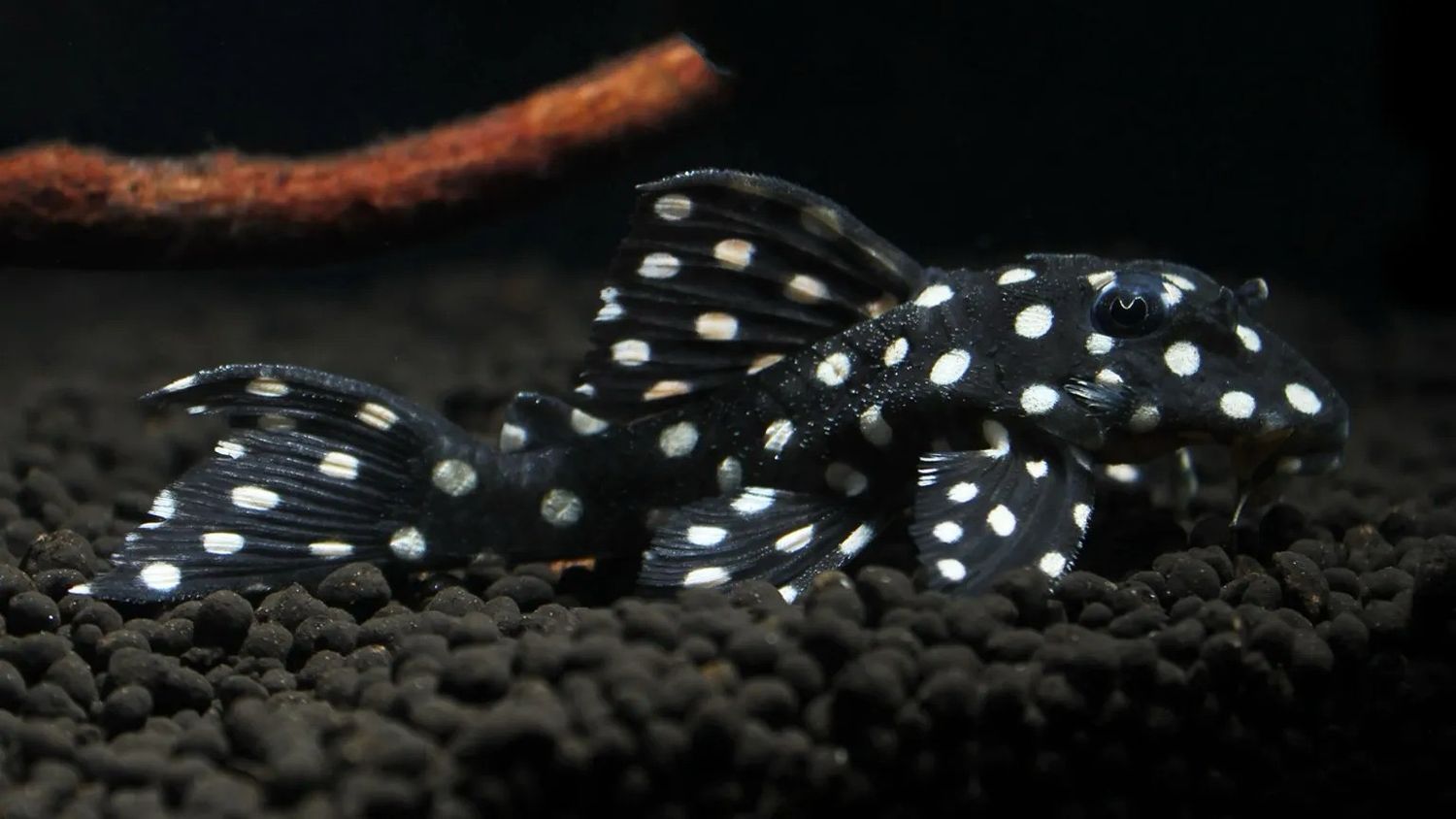 L201 Snowball Pleco 'Hypancistrus inspector' (5-7cm)