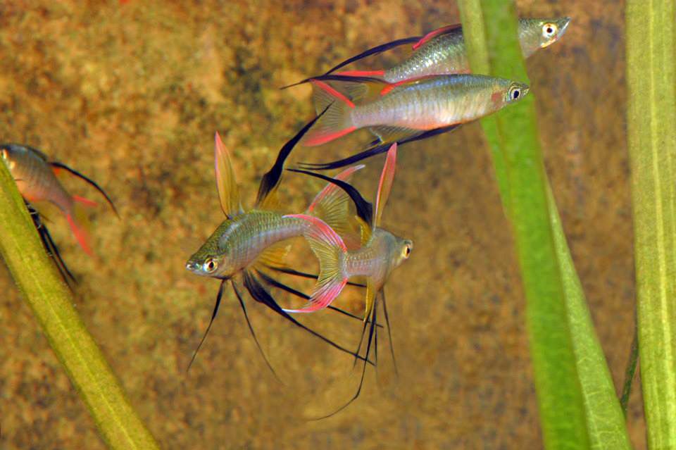 Threadfin Rainbow