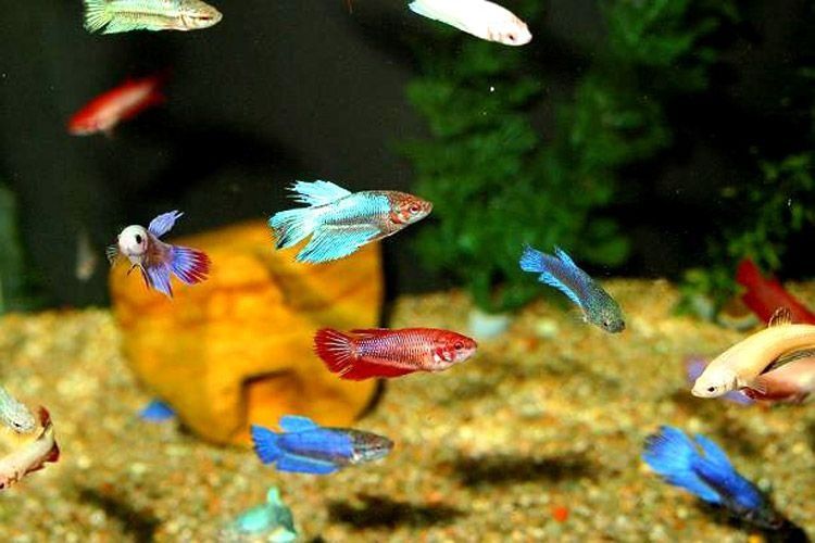 Assorted Female Betta (3-4cm)