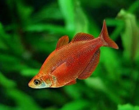 Red Rainbowfish 'Glossolepis incisus'