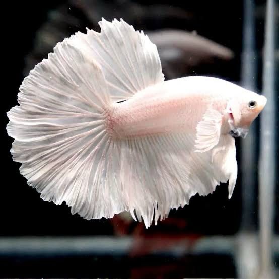 Platinum Halfmoon Betta Male