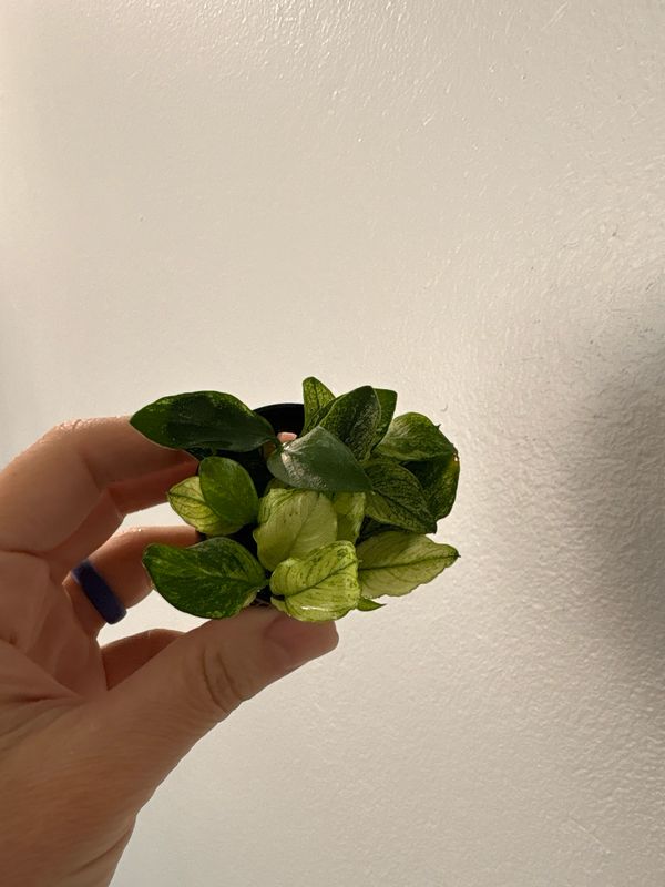 Anubias barteri var. Nana 'Marble'