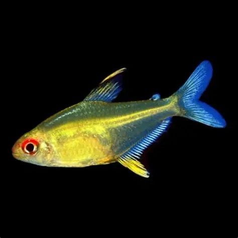 Lemon Tetra