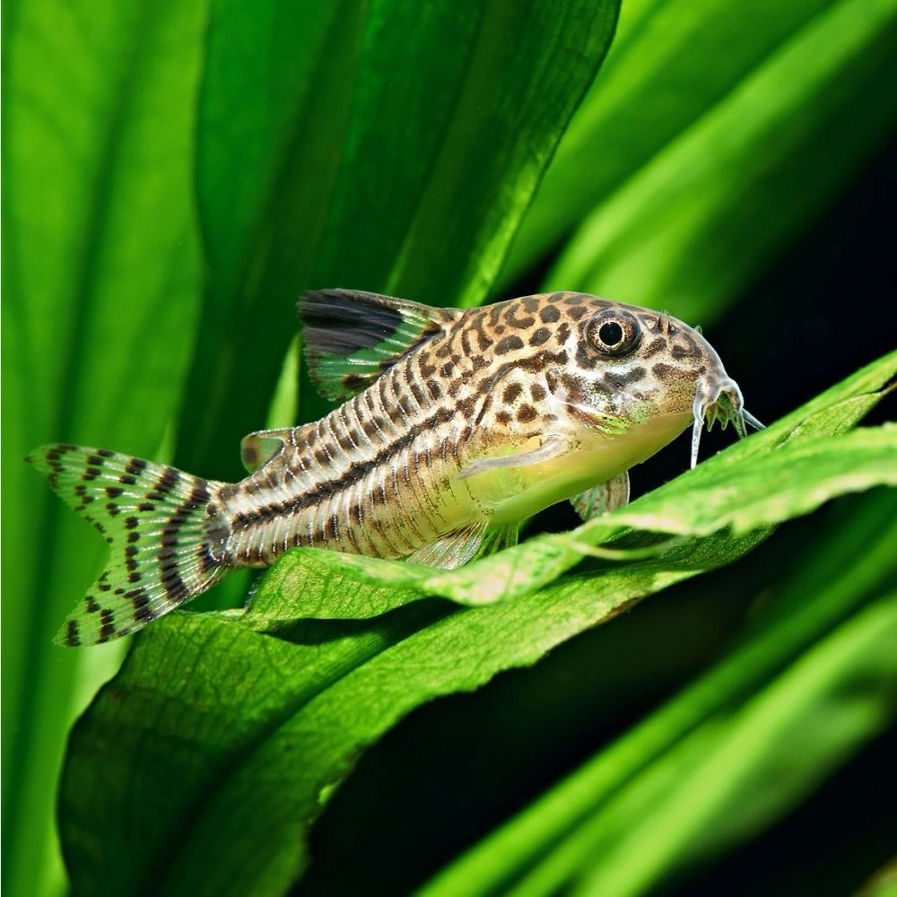 Julii Corydoras
