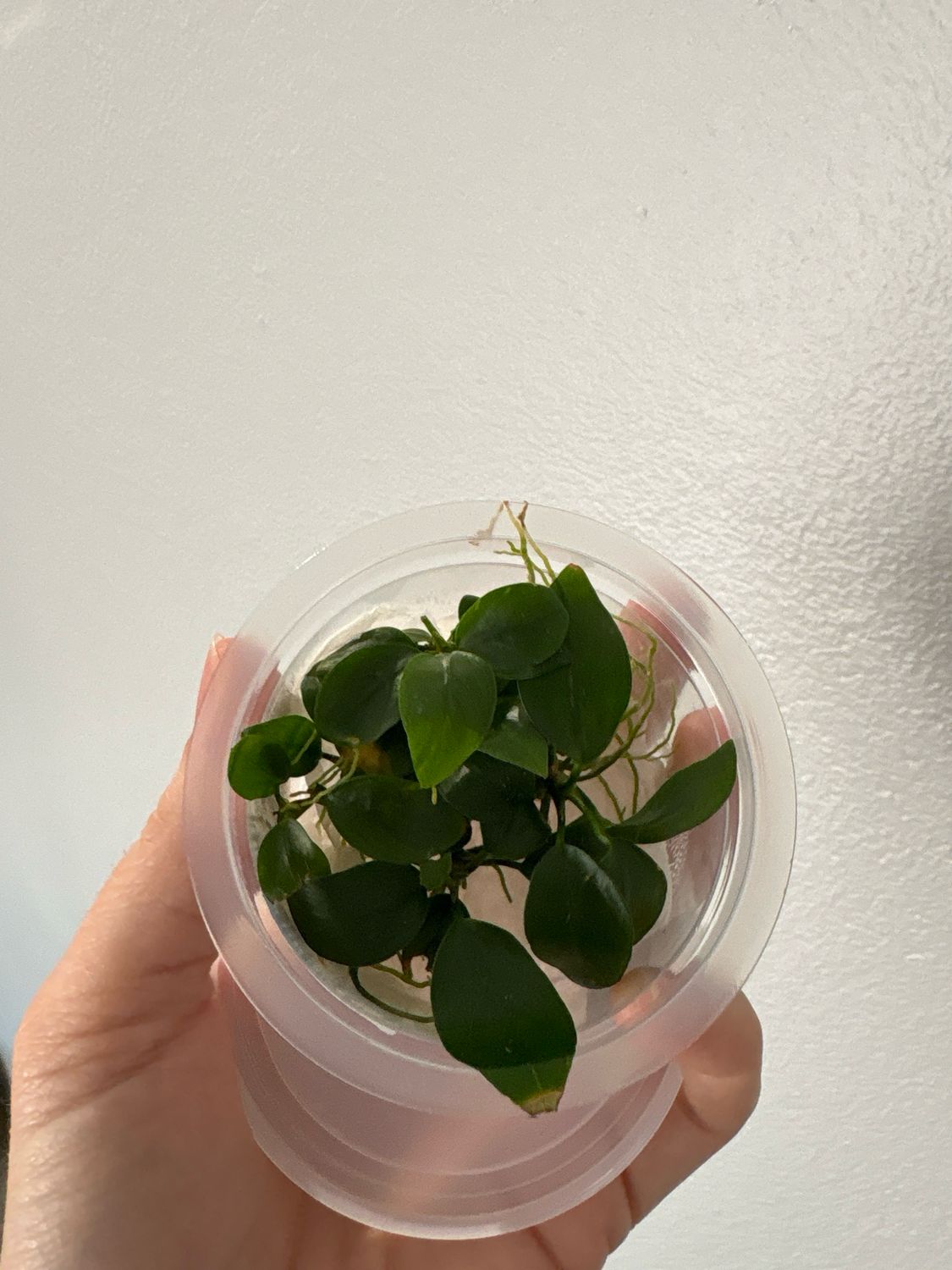 Anubias nana sp.