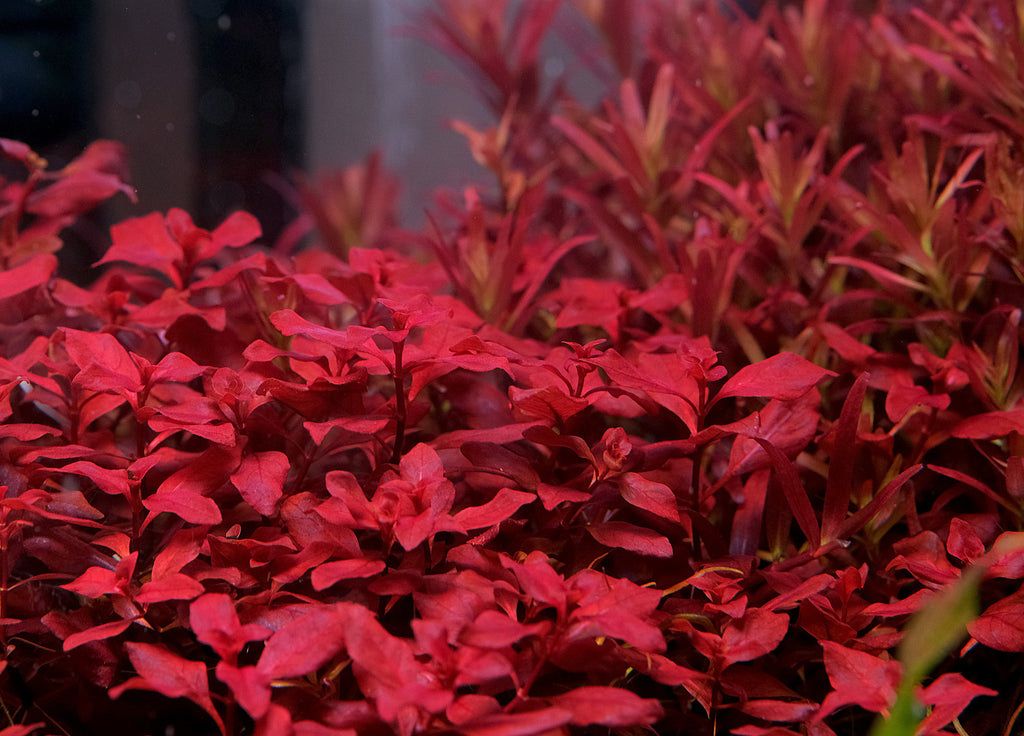 Ludwigia repens "super red"