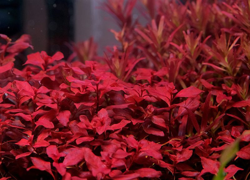 Ludwigia repens "super red"