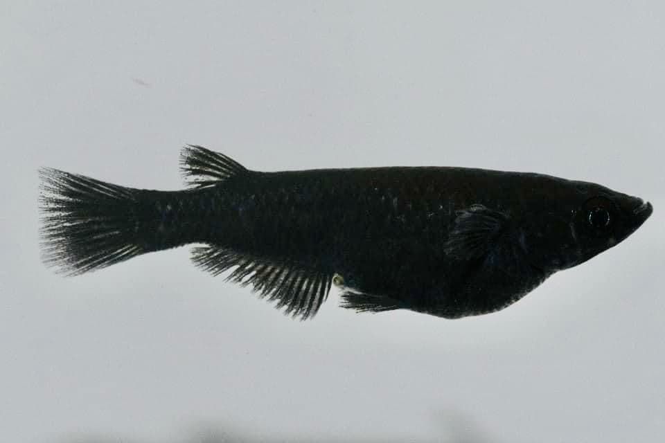 Black Ricefish (Oryzias nigrimas)
