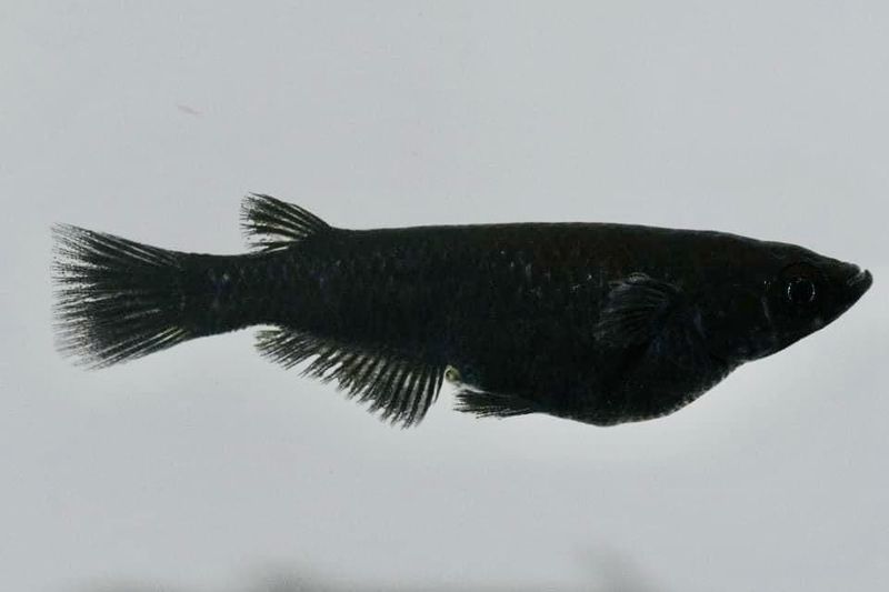 Black Ricefish (Oryzias nigrimas)