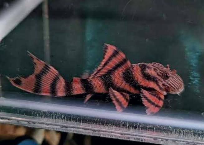 L397 Alenquer Tiger Pleco (Panaqolus sp.)