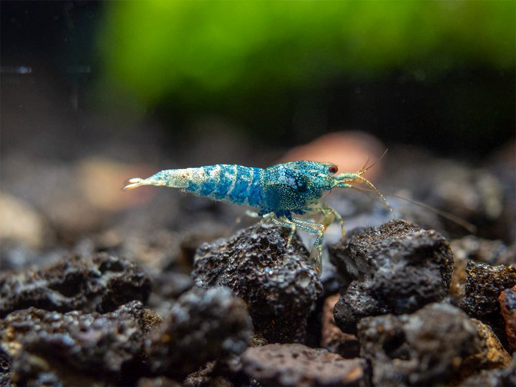 Blue Bolt shrimp Mixed Grade (Caridina serrata var.)