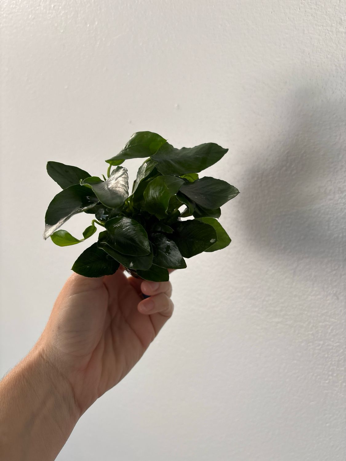 Anubias barteri var. nana