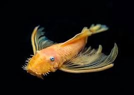 Longfin Blue Eye 24k Gold Bristlenose pleco (3-4cm)
