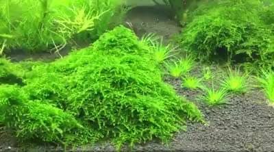 Taxiphyllum alternans "Taiwan Moss" (InVitro)