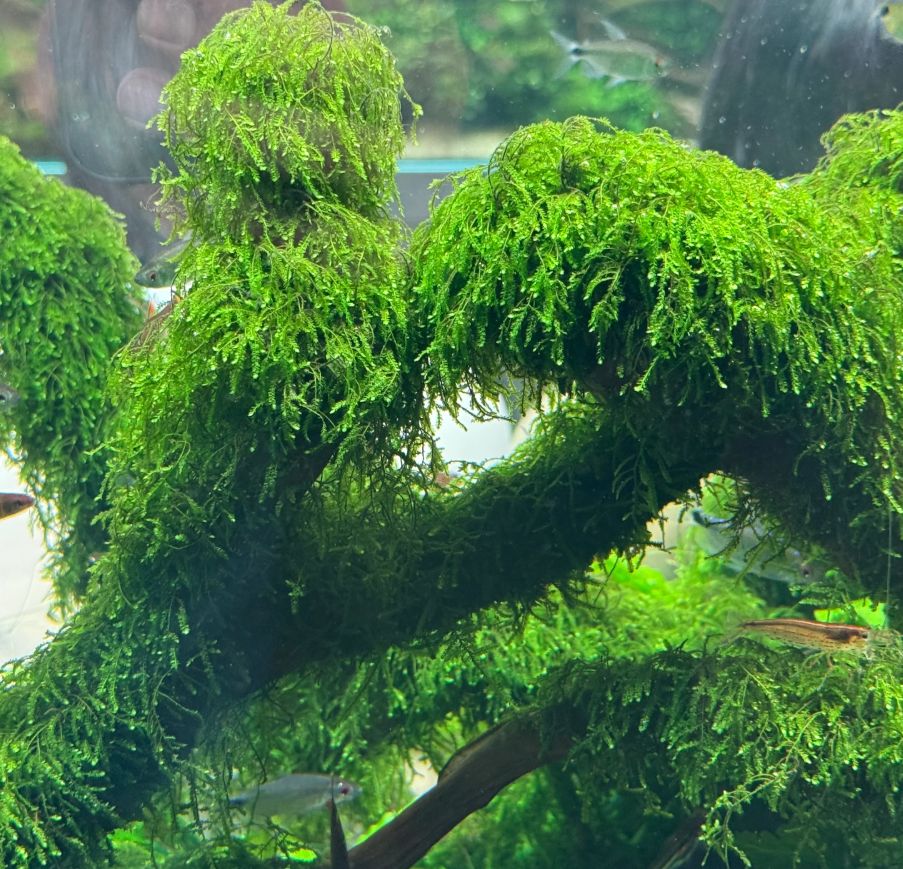 Vesicularia ferriei “Weeping Moss” (InVitro)