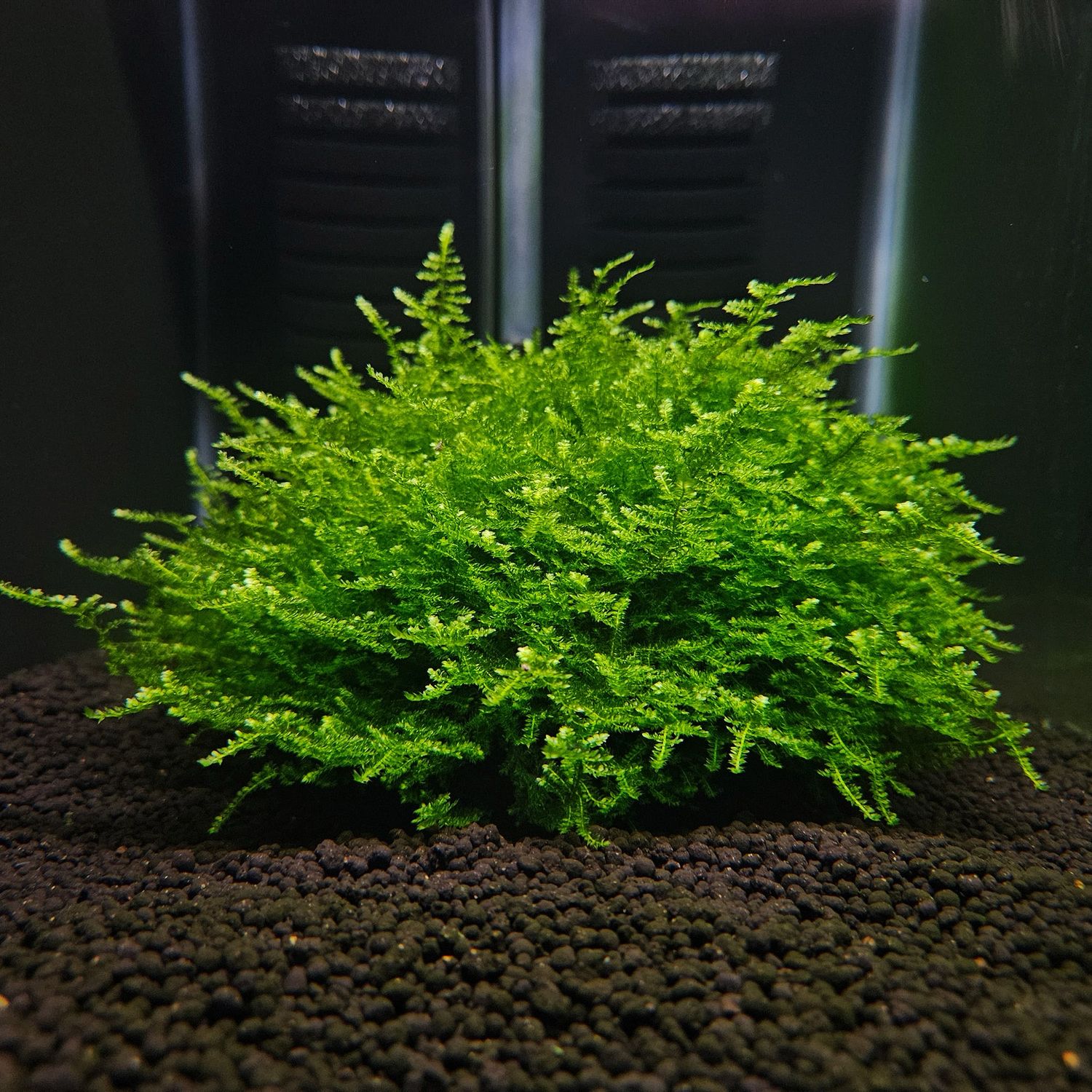 Taxiphyllum spec. “Flame Moss” (InVitro)