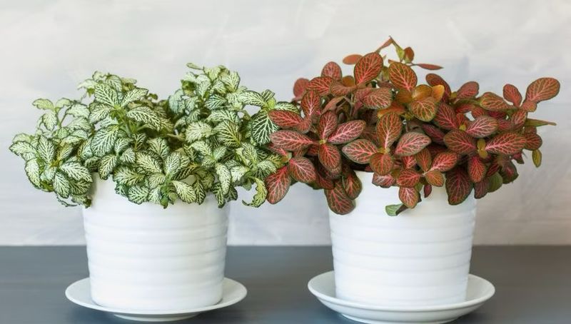 Fittonia