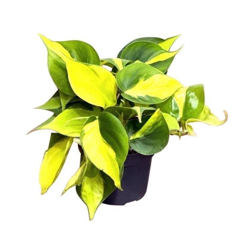 Philodendron scandens 'Mica'