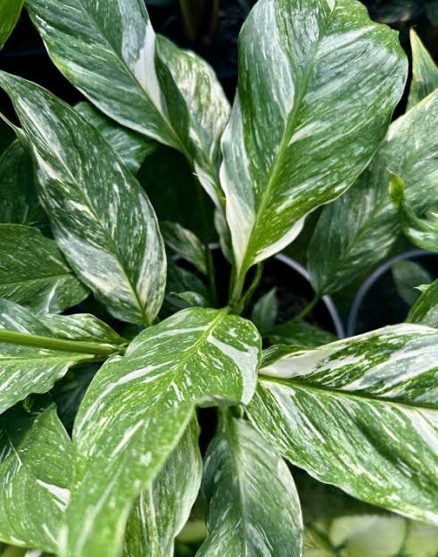 Spathiphyllum 'Jet Diamond'