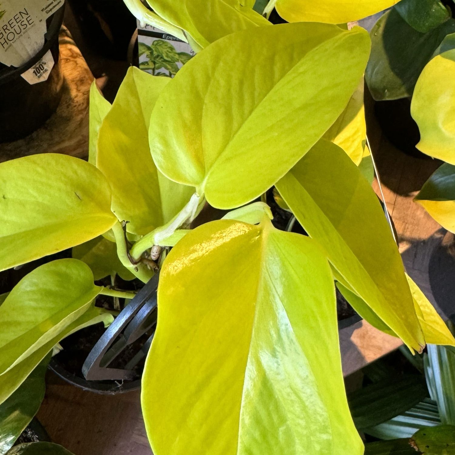 Philodendron 'Goldilocks'