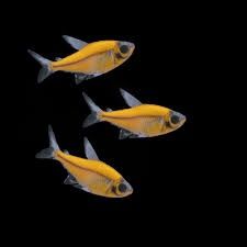Assorted GMO / Glo X-Ray Tetra
