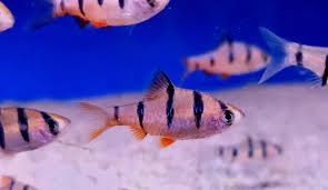 Six Banded Barb (Desmopuntius hexazona)