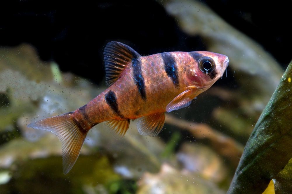 Five Banded Barb (Desmopuntius pentazona)