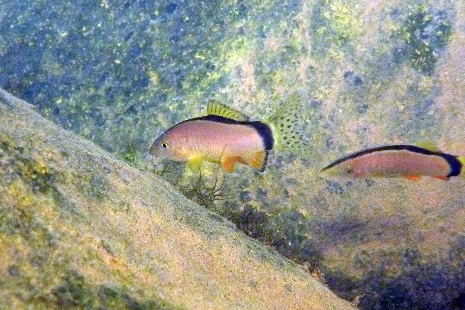 Skunk Loach 'Yasuhikotakia morleti'