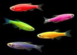 Assorted GMO / Glo Danio