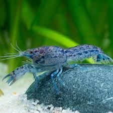 Blue Mexican Dwarf Crayfish 'Cambarellus texanus'