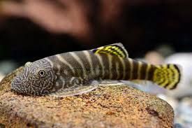 Yellow Finned Hillstream Loach 'Gastromyzon viriosus'