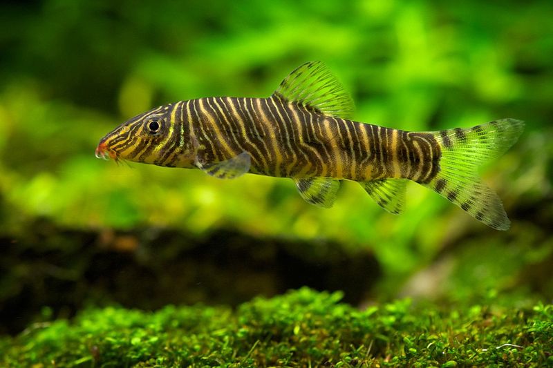 Zebra loach 'Botia striata'