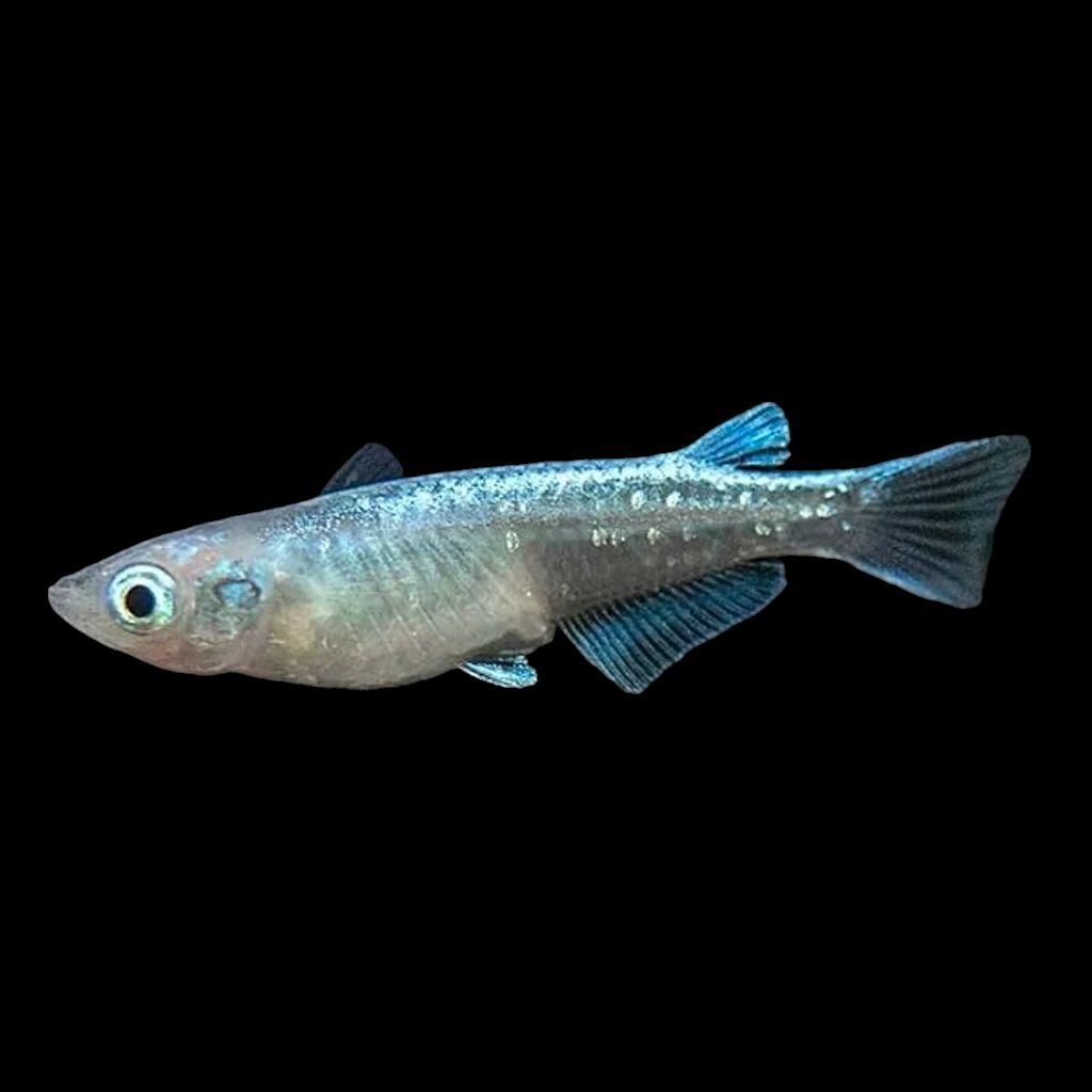 Platinum Medaka Ricefish (Oryzias latipes var.)