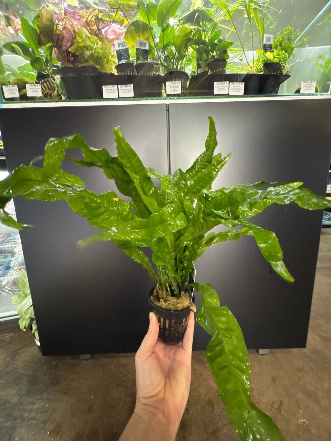 Microsorum pteropus 'Java Fern' MP